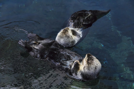 葡萄牙，里斯本，里斯本水族馆 海洋里约德葡京 海獭