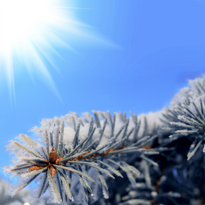 在冬季森林雪树