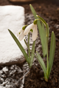 雪花莲