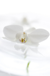 浮在水面上的白色兰花花