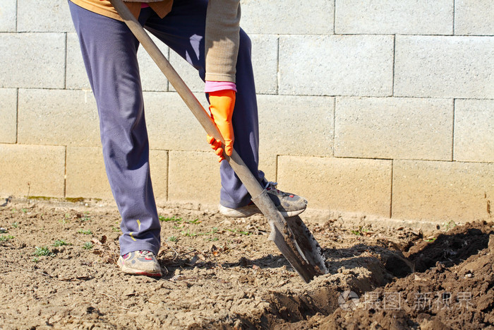 用铁铲挖春季土壤