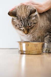 女手爱抚年轻虎斑猫靠近它的碗在家里