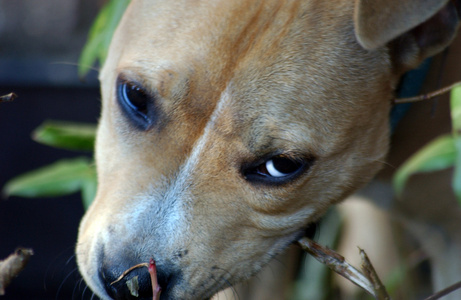 棕色年轻的斯塔福郡斗牛犬