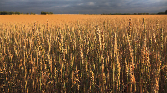 领域的成熟的小麦