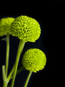 稻草,黄色的小鸡,雏菊和3绿松石紫菀属植物花隔离的
