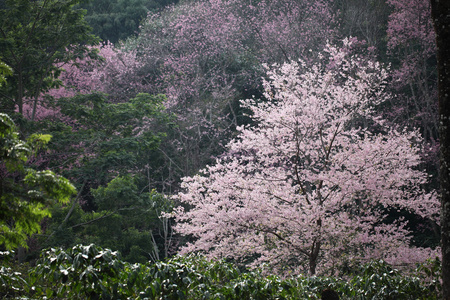 在森林里的樱花盛开，粉色樱花花