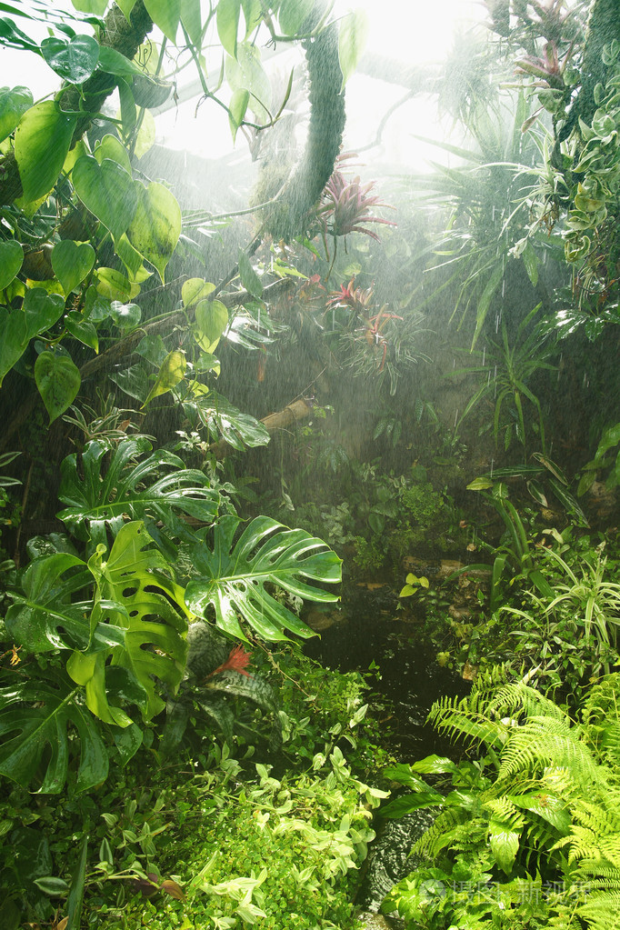 热带雨林