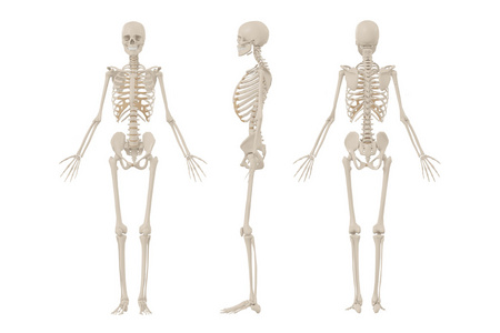 女人人体骨骼图片