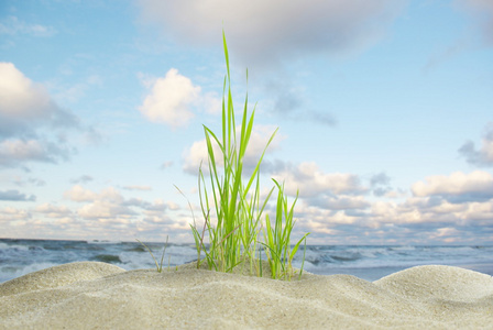 沙丘草和海