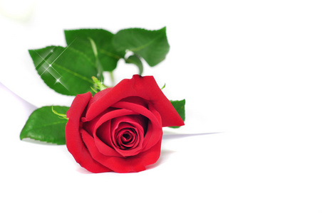 孤立与一张纸在白色背景上的红玫瑰