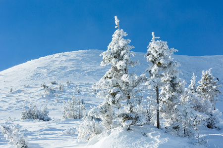 冬天与雪树山风景