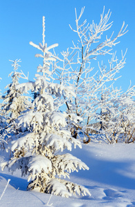 山上的日出和雪树