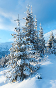 冬天与雪树山风景