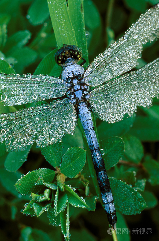 与露水的蓝蜻蜓