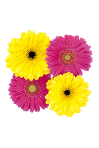 黄色和粉红色的花朵