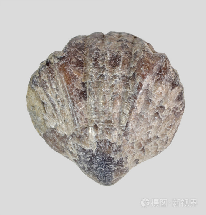 腕足动物贝壳silurovogo期