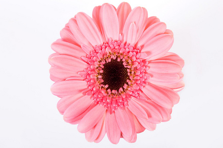 粉色雏菊花隔离在白色背景上