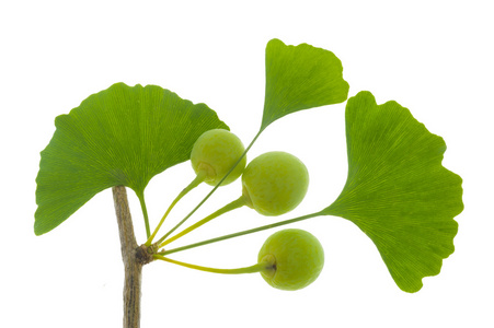  Ginkgo