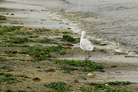 脏沙滩上散步海鸥