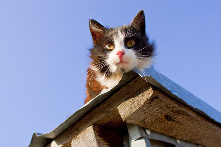 屋顶上的猫