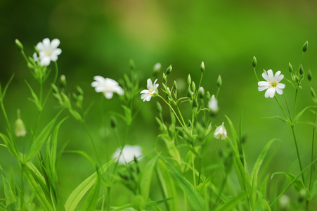 与白色的花在春天草背景模糊焦点