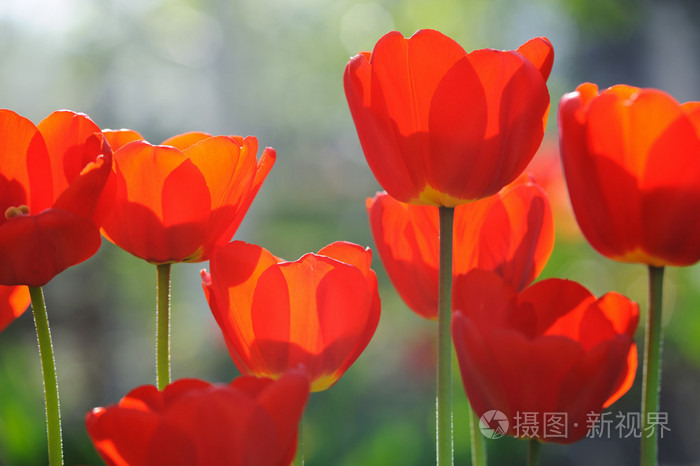 美丽的郁金香春天时间与太阳光线中的字段