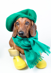 狗在绿色围巾