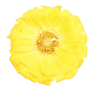 孤立的黄色花