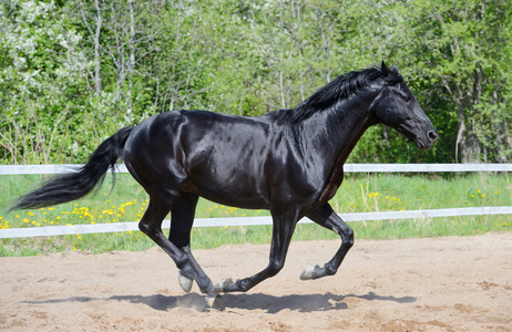 俄罗斯骑马养殖在议案中的黑色野马照片