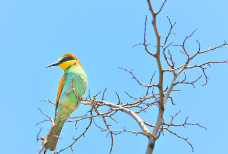 欧洲的食蜂鸟 Merops Apiaster 户外