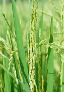 水稻水稻植株