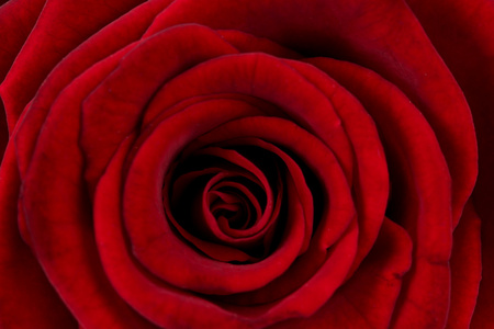 美丽的红玫瑰，关闭