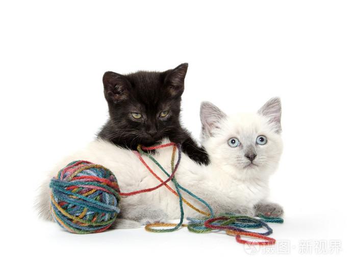 两个可爱的小猫