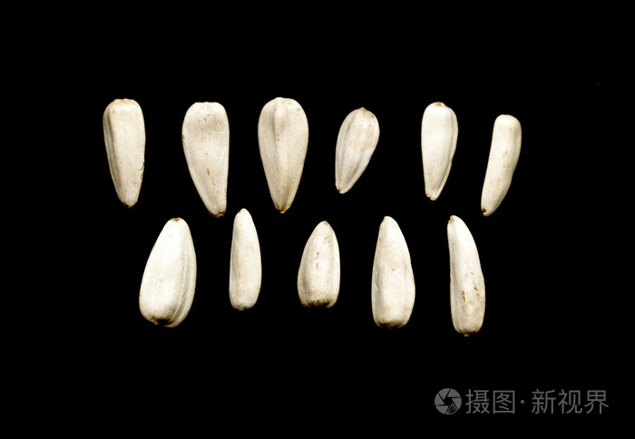 向日葵白色黑色背景上