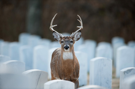 在公墓中的白尾鹿巴克