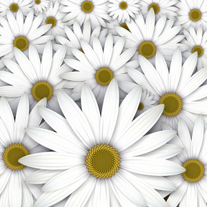 白色雏菊花的领域