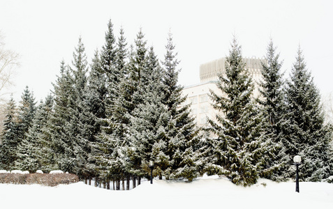 云杉树木在雪的风景