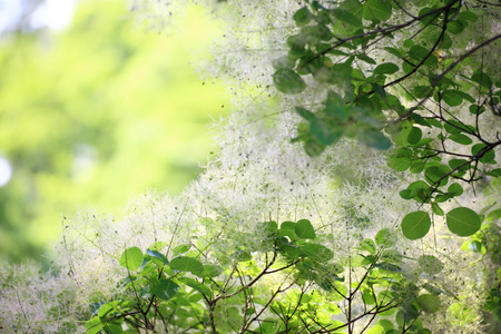 绿色小花黄栌或黄栌