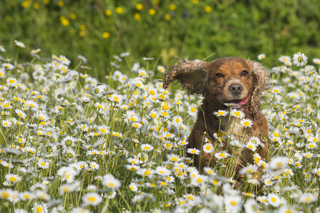 英语可卡犬狗菊花入