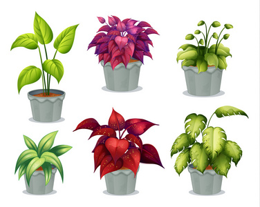 六开花植物