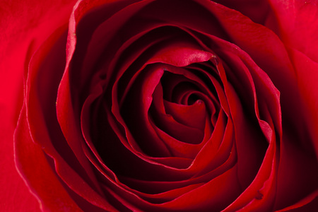 美丽鲜艳的红玫瑰