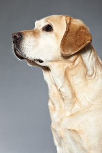 金发碧眼的拉布拉多狗。工作室拍摄