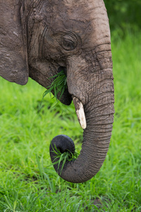 在非洲，赞比亚野生动物园野生大象群