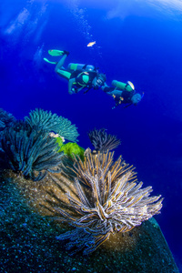 关闭的软珊瑚与两个潜水员在背景中游泳