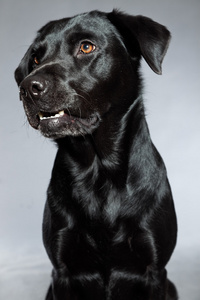年轻的黑色拉布拉多犬。工作室拍摄