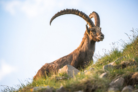 高山 ibex