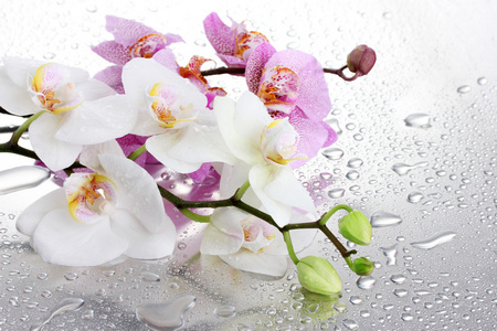 rov a bl krsn orchideje s kapkami