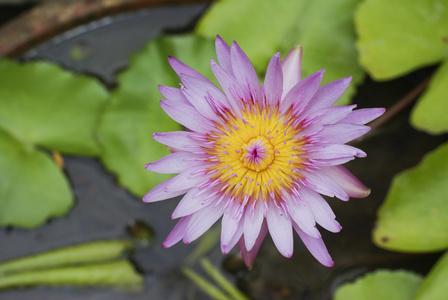 粉红色莲花河上