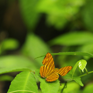 小橙蝴蝶上新鲜绿叶背景