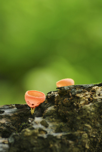 蘑菇 tarzetta 景天丹尼斯